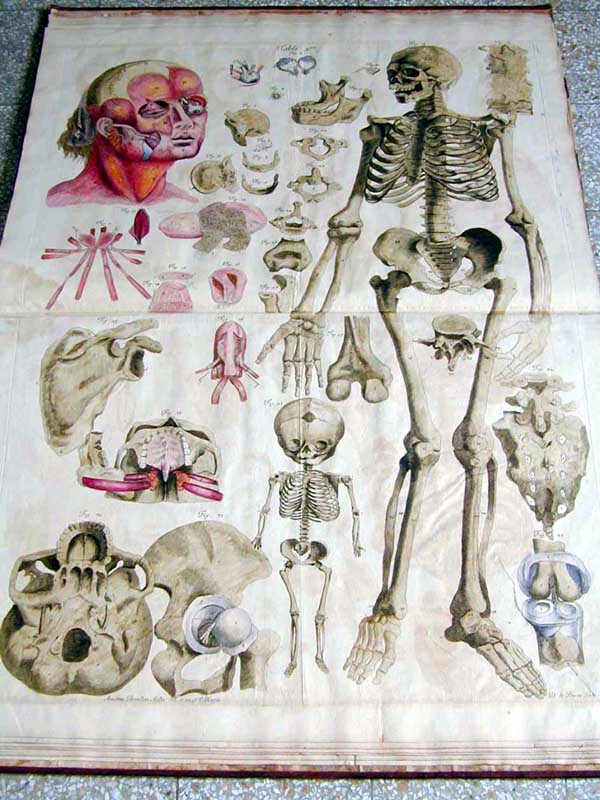 Amé Bourdon. Nouvelles Tables Anatomiques. Paris 1678