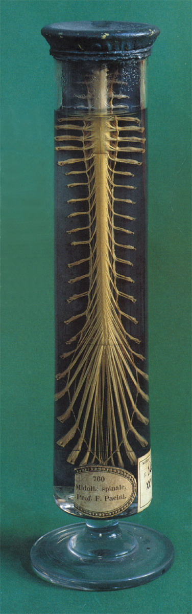 Midollo spinale. Preparato in cilindro di vetro sotto liquido fissativo (F. Pacini)
