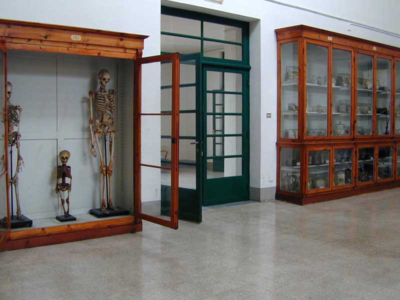 ingresso del museo anatomico fiorentino